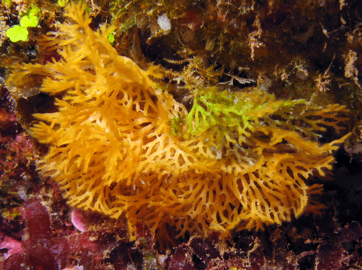 Reteporellina denticulata